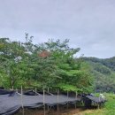 인삼밭...네번째 이미지