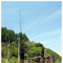 세쌍둥이네 풀꽃세상 이미지