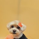 왈왈미용실 이미지