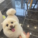 엘로이펫(L.ROYpet) 이미지