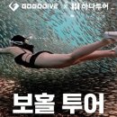 드림고고