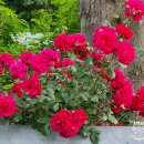 묘곡경로당 이미지