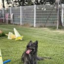 둘리애견 | 평택 애견운동장 | 애견동반카페 둘리펫츠 방문 후기