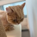 숲냥숲냥 이미지