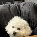 궁내초 앞 이미지