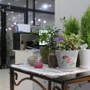 셀프크리스마스선물 캐논100D 화이트 더블킷♥