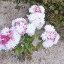 달그림고운 이미지