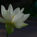 무비스님 ≪법화경, 꽃을 피우다≫ 불교 T.V 무상사 (5-1) (제2 방편품 1. 부처님의 지혜를 찬탄하다) (2009년 5월 6일) 이미지