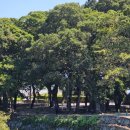 거제옥산숲 이미지