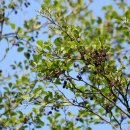 오리나무 이미지