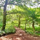 우면당 새 길을 걷다 | 🌿 제주도 계곡과 숲길을 함께 즐기는 등산하기 좋은 산 BEST 5