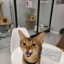 예뻐질:개&고양이카페 이미지