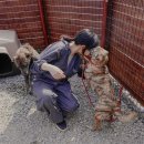 루브르독