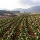 삼일농장 이미지