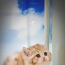 익산원펫 이미지