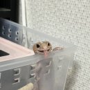 재롱펫