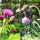 엉겅퀴속 종류 알아보기 이미지