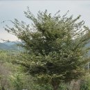 안씨목장 이미지