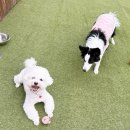 나드리독 이미지