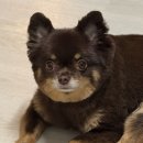 아롱애견미용실 | 본오동애견미용실 나누구개 솔직 후기 장모치와와 가위컷 오픈형애견미용