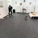 힐링힐링 반려견 교육 유치원 이미지