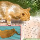 안산 센트럴 동물병원 이미지