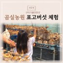 대영농원 4농장 | 경북 구미 가볼만한 곳 오이소 농촌체험 곰실농원