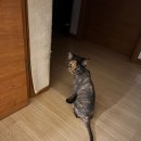 조이앤동물병원 이미지