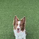 아이러브마이독 이미지