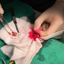 다나은동물병원 이미지