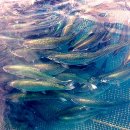 행운부화장 이미지