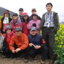 유채꽃향기처럼 이미지