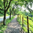 충주호 종댕이 이미지