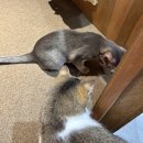 냥발소 | 냥발소 고양이 호텔_갱이(1)