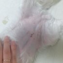 튼튼동물병원 이미지