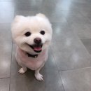 체리쉬독 이미지