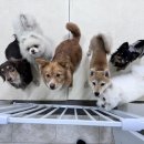 망원견 애견유치원&애견호텔 이미지