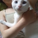 블루아이즈캣 Daum카페