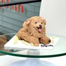 포에버퍼피 이미지