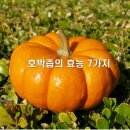 늙은 호박의 효능과 복용방법 이미지