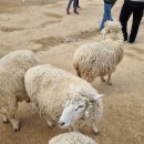 영아목장 이미지