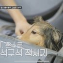 유폴24시 애견셀프목욕 이미지