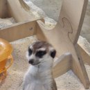 미어캣인더시티 이미지