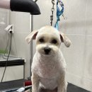 수정애견미용실 이미지