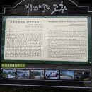 월정방풍림 네이버블로그