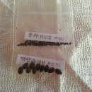 솔내음솔솔 이미지