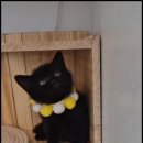 더 반려 강아지분양 고양이분양 잠실본점 이미지