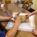 수성동물병원 이미지