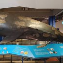 장생포고래박물관 이미지