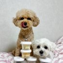 어뇽어뇽 이미지